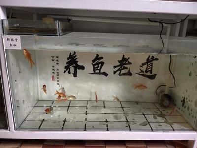 1米魚缸多厚玻璃合適養(yǎng)魚：養(yǎng)魚的1米魚缸玻璃厚度選購指南 魚缸百科 第2張