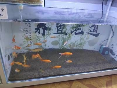 40魚缸養(yǎng)什么魚好看：40厘米的小魚缸適合養(yǎng)什么魚 魚缸百科 第3張