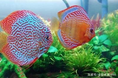 1米的魚缸能養(yǎng)幾條七彩神仙：1米2的魚缸可以養(yǎng)12條七彩神仙魚 魚缸百科 第1張