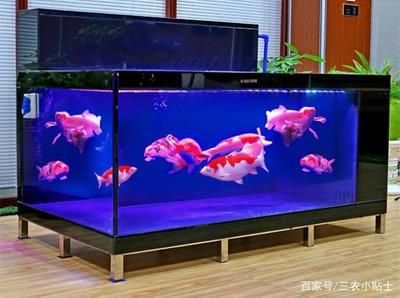 50x30x30魚缸可以養(yǎng)多少條魚？：50x30x30x30x30x30x30x30x30x30x30 魚缸百科 第4張