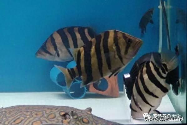 5條魚放兩個魚缸有幾種方法：5條魚怎么放