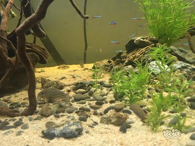 80厘米高魚缸造景：80厘米高的魚缸造景可以根據(jù)不同的造景風(fēng)格和魚類種類進(jìn)行設(shè)計(jì) 魚缸百科 第2張