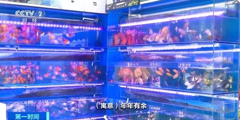 80cm魚(yú)缸能養(yǎng)幾條蝴蝶鯉：80cm魚(yú)缸能否養(yǎng)蝴蝶鯉以及能養(yǎng)多少條 魚(yú)缸百科 第1張