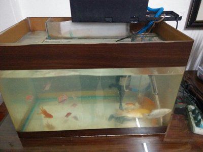 50公分魚缸造景效果圖：50公分魚缸造景方法 魚缸百科 第1張