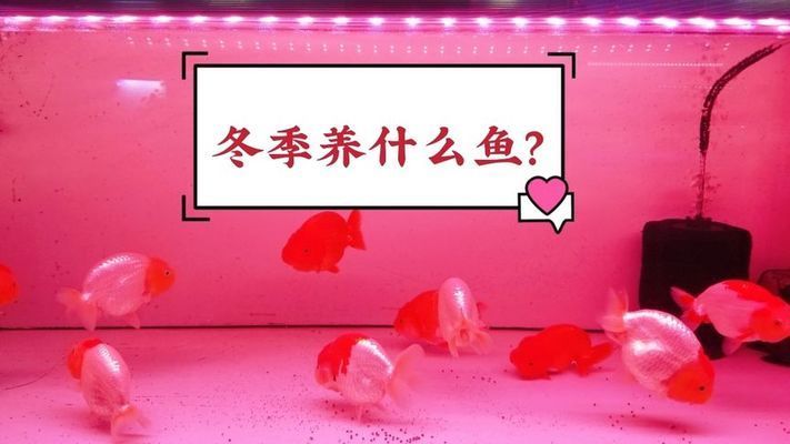 2020年流行養(yǎng)什么觀賞魚：2020年流行養(yǎng)什么觀賞魚2020年流行養(yǎng)什么觀賞魚 魚缸百科 第2張