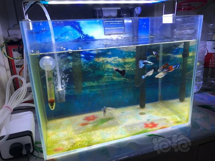 20厘米的魚缸能養(yǎng)幾條孔雀魚：魚缸大小和孔雀魚的數(shù)量有著直接的關(guān)系，魚缸養(yǎng)殖注意事項