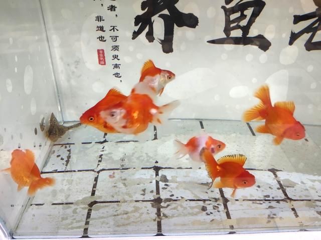 80的魚缸能養(yǎng)幾條金魚：一個(gè)長80厘米的魚缸適合養(yǎng)幾條金魚 魚缸百科 第4張