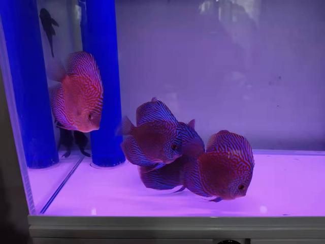 260升水的魚缸潛水泵買多大的：魚缸潛水泵怎么選？ 魚缸百科 第1張