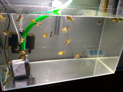 30L魚缸養(yǎng)多少只泰獅：30l的魚缸適合養(yǎng)3~5條泰獅金魚 魚缸百科 第4張