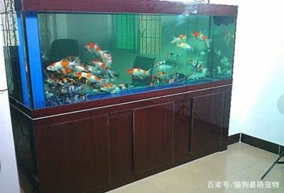 2米魚缸養(yǎng)錦鯉效果圖：2米長的魚缸養(yǎng)錦鯉需要足夠的空間、足夠的空間、適當(dāng)?shù)目臻g 魚缸百科 第2張