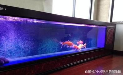 2米魚缸養(yǎng)錦鯉效果圖：2米長的魚缸養(yǎng)錦鯉需要足夠的空間、足夠的空間、適當(dāng)?shù)目臻g 魚缸百科 第1張