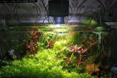 20厘米的魚缸用多少水草泥：20厘米的魚缸使用水草泥的建議