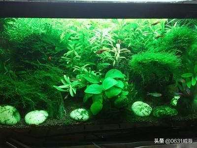 20厘米的魚缸用多少水草泥：20厘米的魚缸使用水草泥的建議