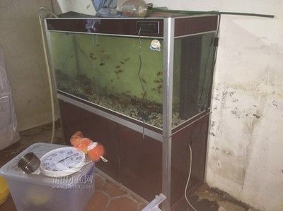 60帶蓋魚缸改裝：60厘米的帶蓋魚缸如何改造 魚缸百科 第2張