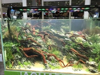 2024長城水族展：2024長城水族展將于2024年9月10-13日在廣州市舉辦