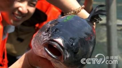 600mm魚(yú)缸能盛多少升水：25篇600mm魚(yú)缸容量中型魚(yú)缸容積小型魚(yú)缸規(guī)格