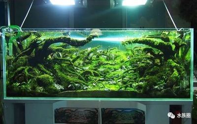 80的魚缸造景：80的魚缸怎么造景 魚缸百科 第4張