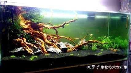 ada魚缸去哪里買