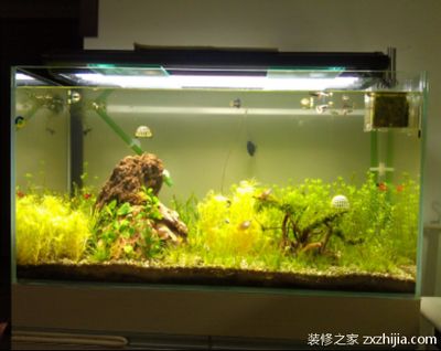 9升的魚缸養(yǎng)多少魚：9升的魚缸適合養(yǎng)多少魚？ 魚缸百科 第1張