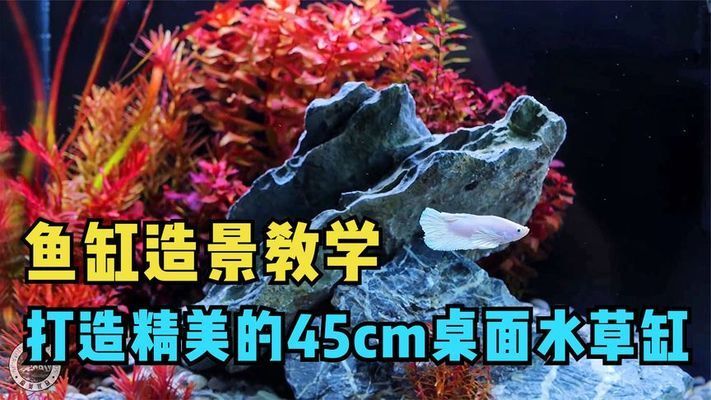 2024廣州世界觀賞魚：2024廣州世界觀賞魚大觀2024廣州國際漁業(yè)博覽會 魚缸百科 第4張