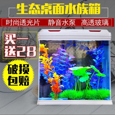 40的魚(yú)缸養(yǎng)什么熱帶魚(yú)：40厘米的魚(yú)缸適合養(yǎng)哪些熱帶魚(yú)需要注意什么樣的設(shè)備 魚(yú)缸百科 第4張