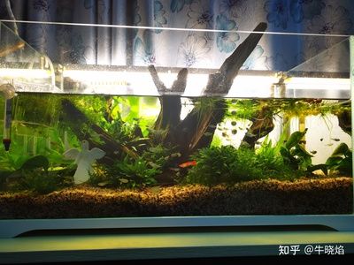 8厘米魚用多大魚缸好呢：養(yǎng)魚的魚缸尺寸與養(yǎng)魚數(shù)量的關(guān)系 魚缸百科 第4張