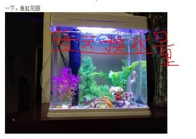 70厘米魚缸養(yǎng)多少合適：70厘米的魚缸養(yǎng)護技巧 魚缸百科 第3張