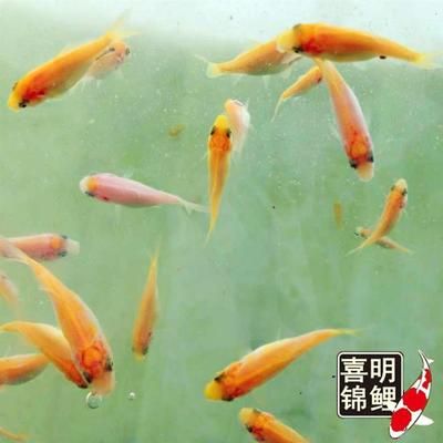 80cm魚缸造景圖片：80cm原生缸造景