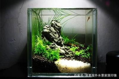 20的小魚缸適合養(yǎng)什么魚：20厘米小魚缸養(yǎng)魚需要注意什么，小魚缸養(yǎng)魚需要注意什么 魚缸百科 第2張