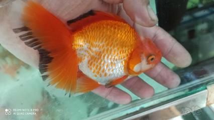 80魚缸可以養(yǎng)幾條泰獅：80魚缸適合養(yǎng)5條泰獅嗎？