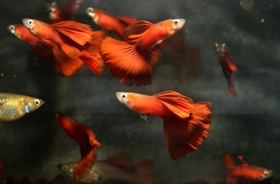 300升魚缸：300升水的魚缸適合養(yǎng)什么樣的魚 魚缸百科 第2張