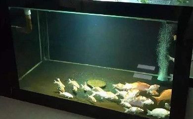 8l的魚缸可以養(yǎng)多少魚苗：8l的魚缸可以養(yǎng)多少魚苗，養(yǎng)魚的數(shù)量是固定不變的 魚缸百科 第3張