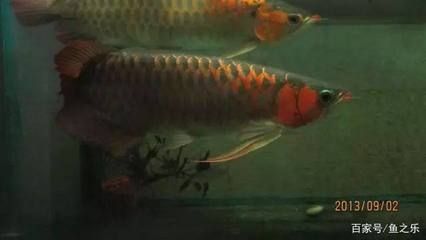 孟吉爾龍魚總代理：孟吉爾龍魚代理