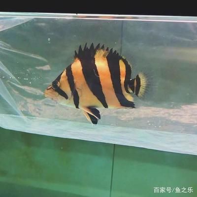 泰虎和印尼虎魚(yú)的區(qū)別：泰虎和印尼虎魚(yú)有什么區(qū)別？ 泰國(guó)虎魚(yú) 第2張