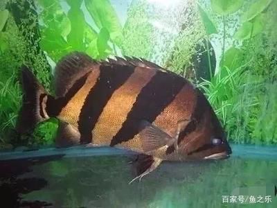 虎魚一天喂食量多少最好：虎魚一天喂食量多少 虎魚百科 第1張