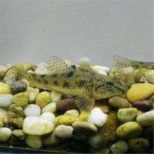 20厘米的虎魚(yú)多少錢(qián)：20厘米的虎魚(yú)多少錢(qián)一只 泰國(guó)虎魚(yú) 第3張