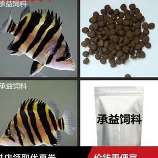 四紋虎魚吃飼料嗎：四紋虎魚可以適應(yīng)人工飼料嗎 印尼四紋虎 第1張