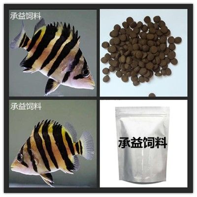 四紋虎魚吃飼料嗎：四紋虎魚可以適應(yīng)人工飼料嗎 印尼四紋虎 第2張