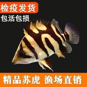 三紋虎魚出雜紋的幾率有多大：三紋虎魚出雜紋的幾率有多大三紋虎魚出雜紋的幾率有多大