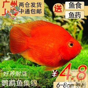 元寶鳳凰魚(yú)和鸚鵡魚(yú)能混養(yǎng)嗎：元寶鳳凰魚(yú)和鸚鵡魚(yú)在混養(yǎng)時(shí)需要考慮以下幾個(gè)因素 進(jìn)口元寶鳳凰魚(yú) 第2張