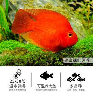 元寶鳳凰魚和鸚鵡魚能混養(yǎng)嗎：元寶鳳凰魚和鸚鵡魚在混養(yǎng)時需要考慮以下幾個因素