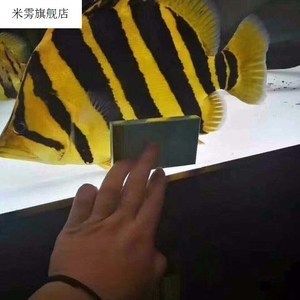 四紋虎魚不明怎么辦：四紋虎魚不明可能是指它們的體色變化 印尼四紋虎 第1張