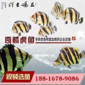 三紋泰虎魚圖片：三紋泰虎魚圖片大全 泰國虎魚 第1張