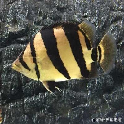 三紋泰虎魚圖片：三紋泰虎魚圖片大全 泰國虎魚 第2張