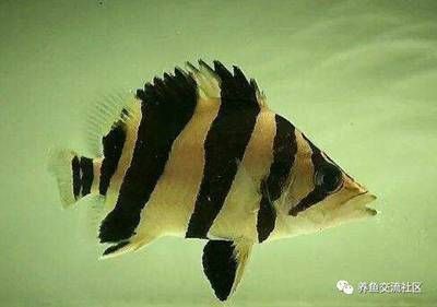 三紋泰虎魚圖片：三紋泰虎魚圖片大全 泰國虎魚 第3張