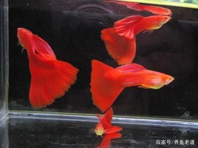 觀賞魚常見品種有哪些：幾種常見的熱帶觀賞魚 水族館百科（水族館加盟） 第2張