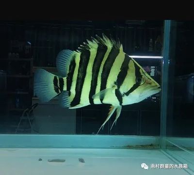 印尼虎和蘇虎什么關(guān)系：印尼虎和蘇虎是同一種魚嗎？ 虎魚百科 第1張