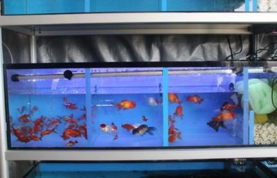 一方水族公司簡介：一方水族公司全名為一方(水族器材有限公司 一方水族 第3張