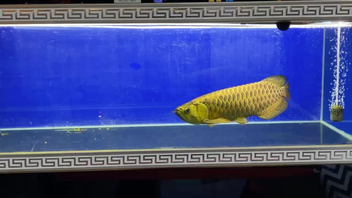 AG琥珀金40公分：ag琥珀金40公分完美嘴型頭版 觀賞魚論壇