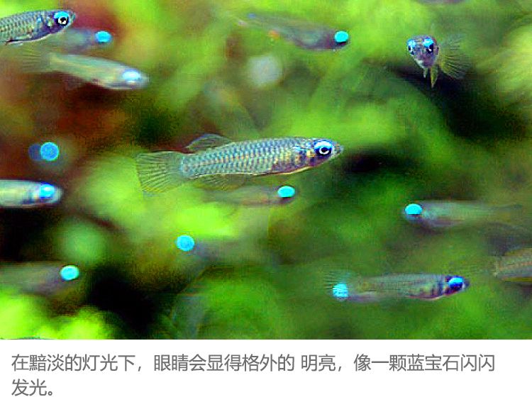 常見熱帶觀賞魚名稱配圖片：寶蓮燈魚學(xué)名為cheirodcoaxclrodi